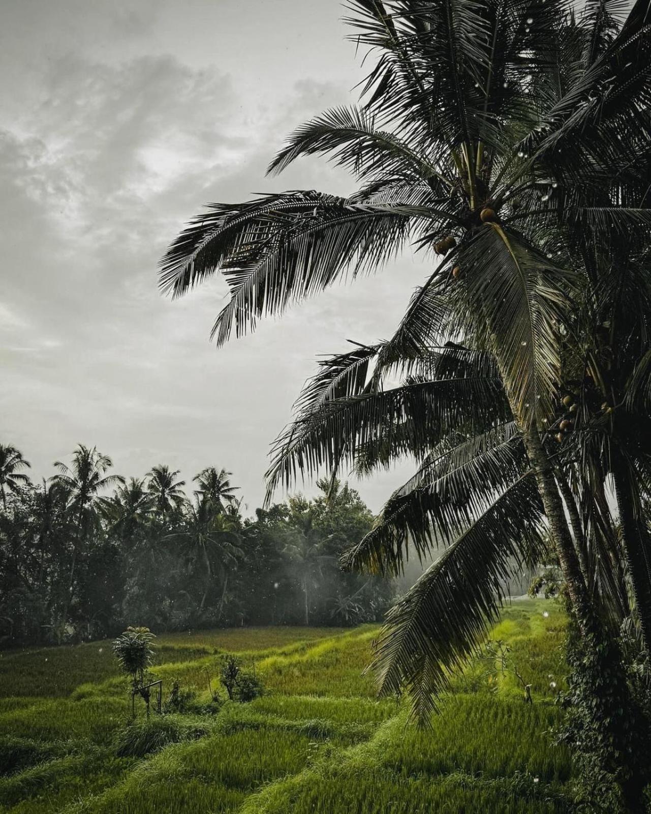 Nirwa Ubud Karma Luaran gambar